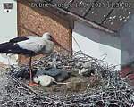 Capi_Dubne_20250611_115002.jpg