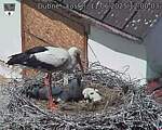 Capi_Dubne_20250611_120003.jpg