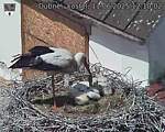 Capi_Dubne_20250611_121002.jpg