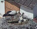 Capi_Dubne_20250611_121503.jpg
