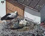 Capi_Dubne_20250611_123003.jpg