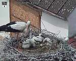 Capi_Dubne_20250611_123503.jpg
