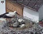 Capi_Dubne_20250611_124003.jpg