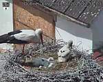 Capi_Dubne_20250611_125003.jpg