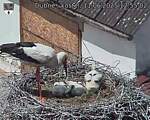 Capi_Dubne_20250611_125502.jpg