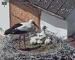 Capi_Dubne_20250611_130002.jpg