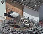 Capi_Dubne_20250611_131502.jpg