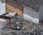 Capi_Dubne_20250611_133502.jpg