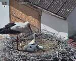Capi_Dubne_20250611_134503.jpg