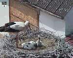 Capi_Dubne_20250611_135002.jpg