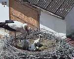 Capi_Dubne_20250611_140003.jpg