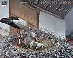 Capi_Dubne_20250611_140502.jpg