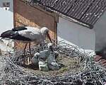 Capi_Dubne_20250611_141003.jpg