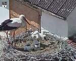 Capi_Dubne_20250611_142002.jpg