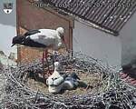 Capi_Dubne_20250611_144503.jpg
