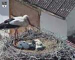 Capi_Dubne_20250611_145003.jpg