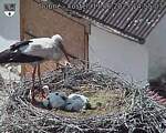 Capi_Dubne_20250611_145503.jpg