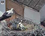 Capi_Dubne_20250611_150003.jpg