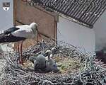 Capi_Dubne_20250611_150503.jpg