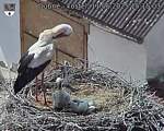 Capi_Dubne_20250611_151503.jpg