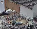 Capi_Dubne_20250611_152002.jpg