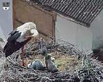 Capi_Dubne_20250611_152503.jpg