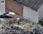 Capi_Dubne_20250611_153003.jpg