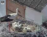 Capi_Dubne_20250611_153503.jpg