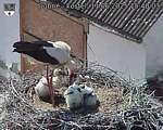 Capi_Dubne_20250611_154003.jpg