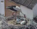 Capi_Dubne_20250611_154503.jpg