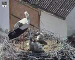 Capi_Dubne_20250611_155003.jpg