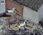 Capi_Dubne_20250611_155502.jpg