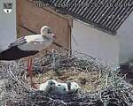 Capi_Dubne_20250611_162004.jpg