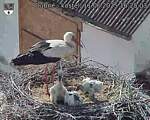 Capi_Dubne_20250611_162503.jpg