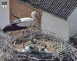 Capi_Dubne_20250611_163003.jpg