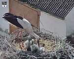 Capi_Dubne_20250611_163503.jpg