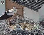 Capi_Dubne_20250611_165003.jpg