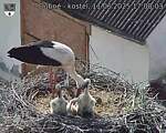 Capi_Dubne_20250611_170003.jpg