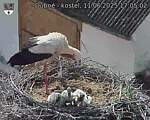 Capi_Dubne_20250611_170502.jpg