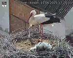 Capi_Dubne_20250611_172503.jpg