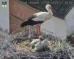 Capi_Dubne_20250611_173002.jpg