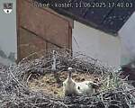 Capi_Dubne_20250611_174003.jpg