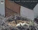Capi_Dubne_20250611_180003.jpg
