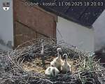 Capi_Dubne_20250611_182003.jpg