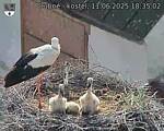 Capi_Dubne_20250611_183502.jpg