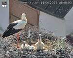 Capi_Dubne_20250611_184003.jpg