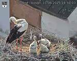 Capi_Dubne_20250611_185003.jpg
