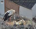 Capi_Dubne_20250611_185503.jpg
