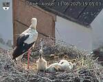 Capi_Dubne_20250611_190503.jpg
