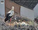 Capi_Dubne_20250611_191002.jpg